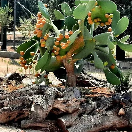 Masseria Belvedere 切萨雷奥港